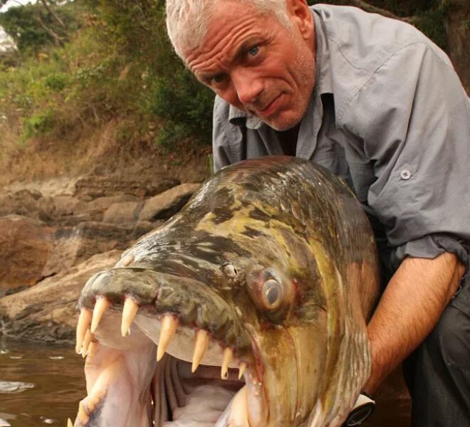 Рыба живущая в африке. Рыба тигр Голиаф. Большая тигровая рыба Hydrocynus Goliath.