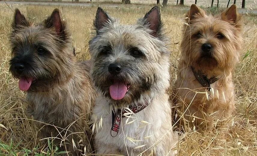 Шотландские породы собак с фотографиями и названиями Descubre la PECULIAR Raza de Perro Skye Terrier, *lo contamos TODO! Razas de per