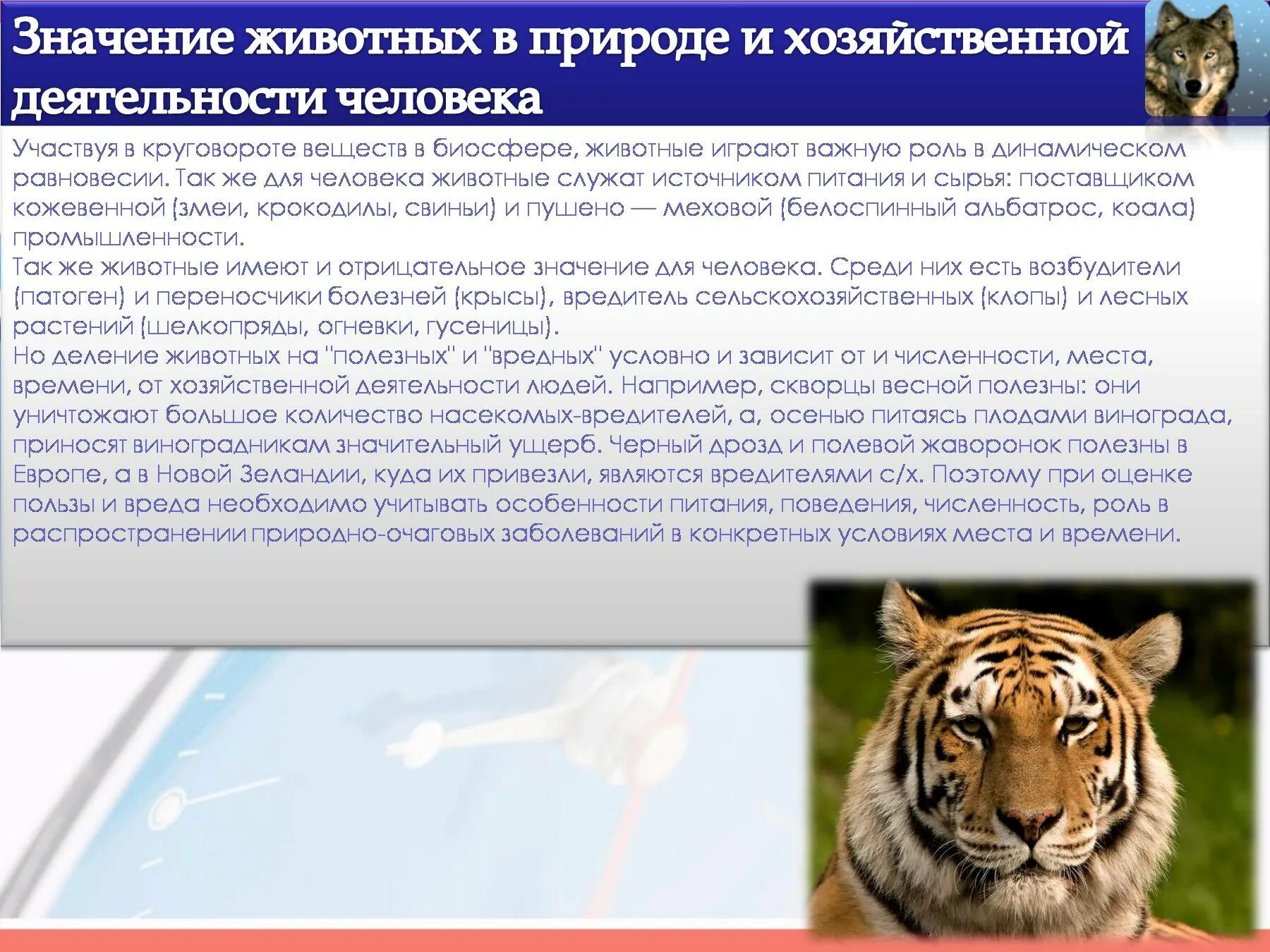 Характеристика человека как животного. Роль животных в жизни человека. Значение животных в природе. Значение животных в круговороте веществ. Животные значение для человека.