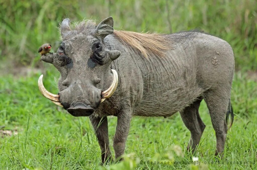 Файл:Nolan warthog (Phacochoerus africanus africanus).jpg - Вікіпедія