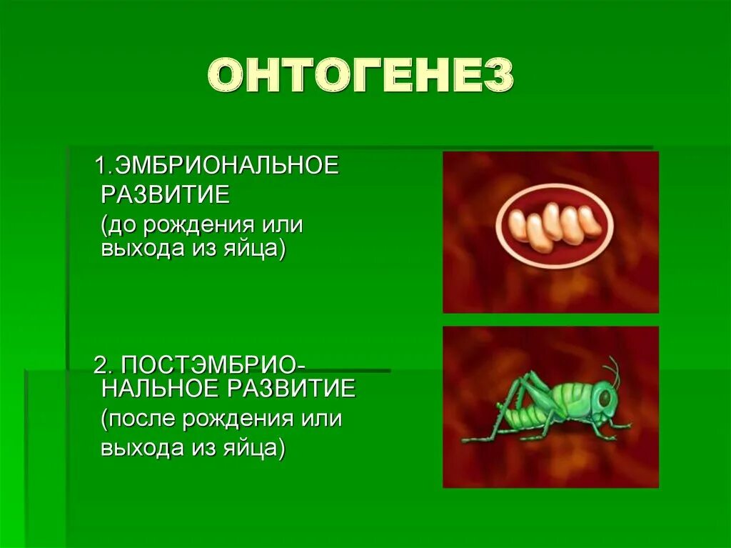 В последствие как пишется. Впоследствии. Индивидуальное развитие организма презентация. Цикл развития мха. Развитие после рождения биология 8 класс.