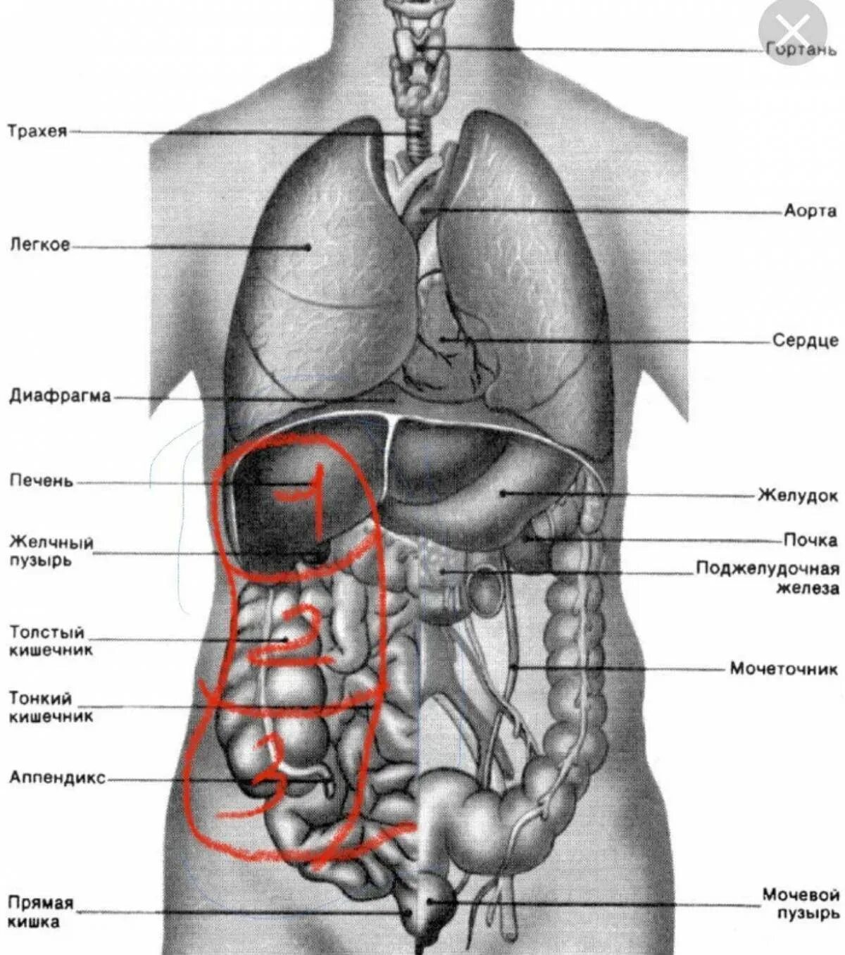 Внутренние органы строение схема. Внутренние органы человека схема расположения. Расположение органов у человека сбоку. Строение внутренних органов человека слева спереди. Внутренности человека анатомия расположение.