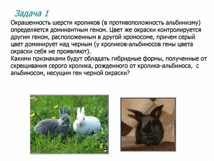 У овец серая окраска шерсти доминирует
