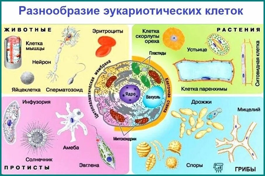 Эритроцит уровень организации живой