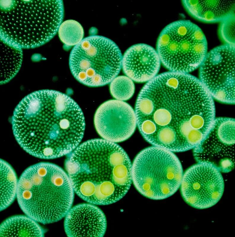 Микро клеток. Колониальные водоросли вольвокс. Вольвокс одноклеточный. Хлорелла и вольвокс. Одноклеточные водоросли вольвокс.