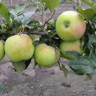 Яблоня горный синап отзывы