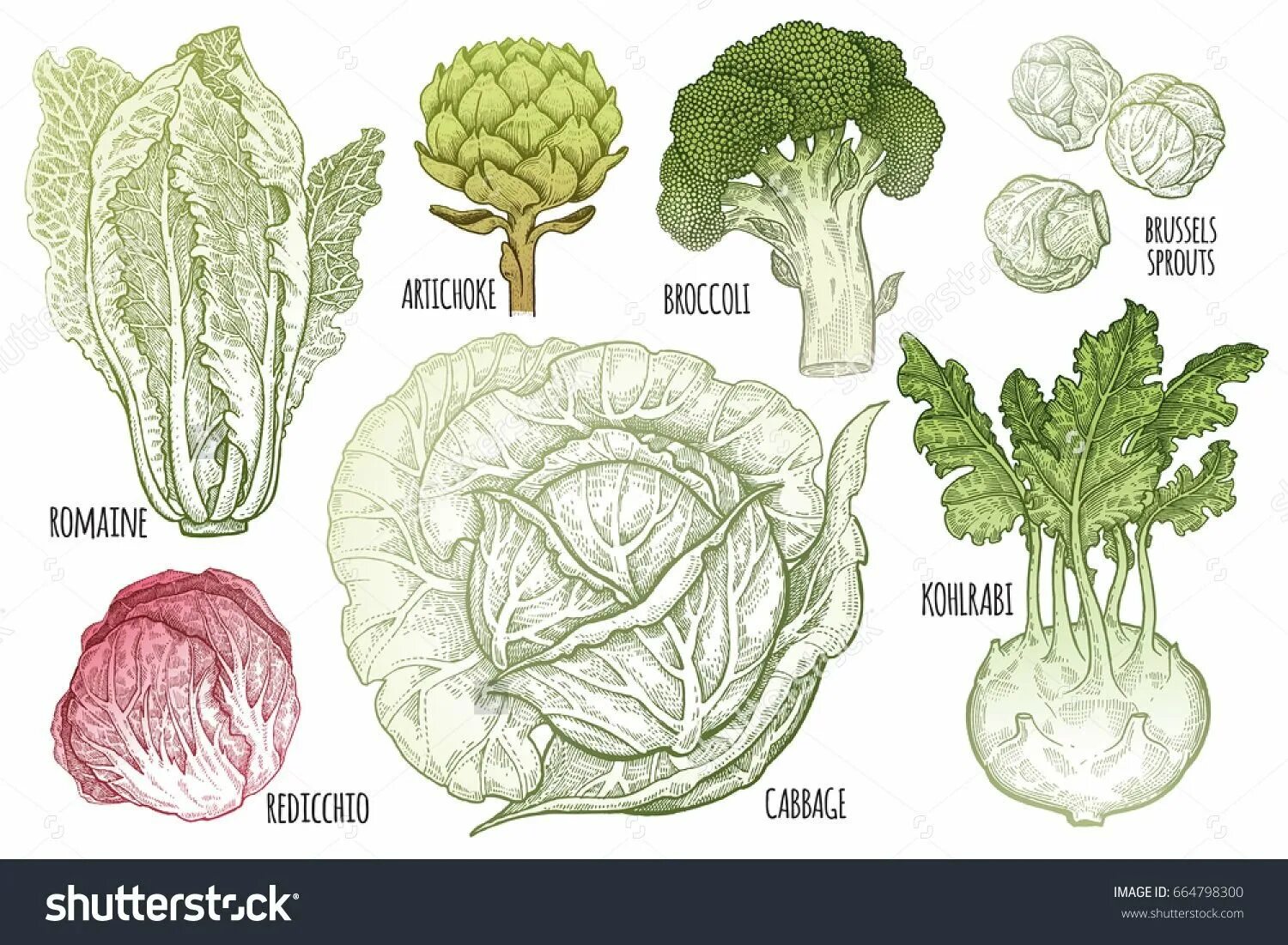 Капуста травянистое растение. Овощ типа капусты. Разновидности капусты в картинках. Разновидность капусты огородной. Капуста Наименование.