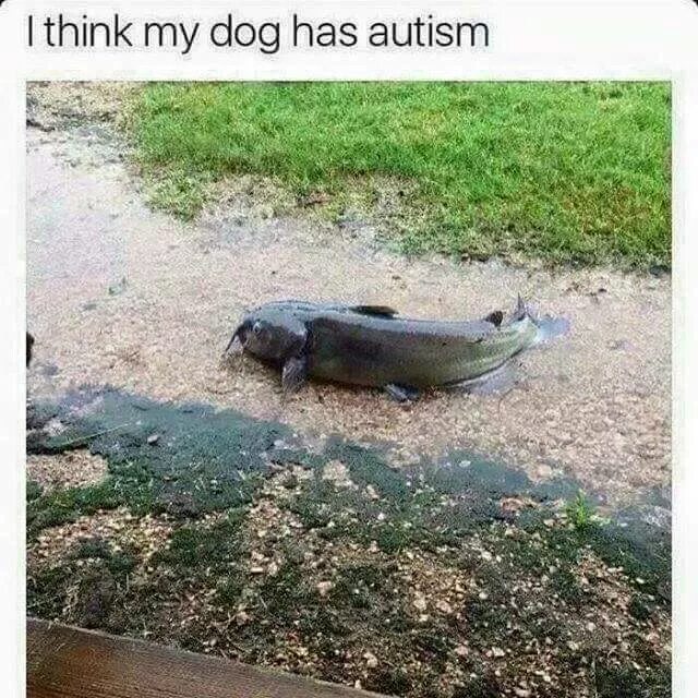 I think this. My dog have an autism мем. i think my dog has autism. autistic dog. i think my dog has autism meme.