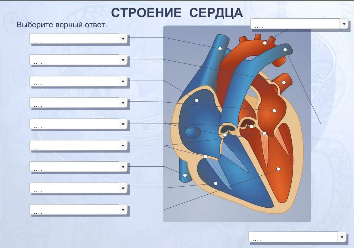 Строение и работа сердца. Строение человеческого сердца схема. внутреннее строение сердца человека схема. строение сердца человека схема 8 класс. схема сердца человека биология 8 класс.