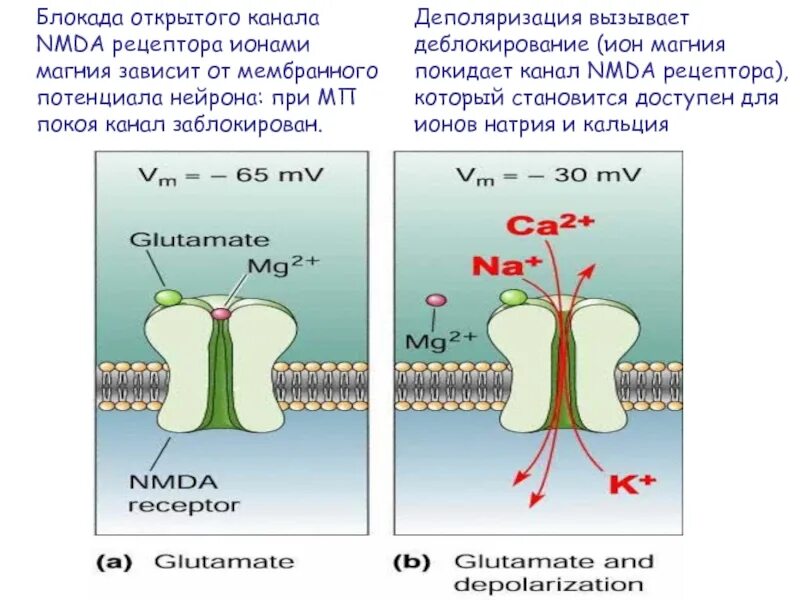 Открой блокаду. 1. NMDA-Рецептор. Неконкурентный ингибитор NMDA рецепторов. Блокада NMDA рецепторов. НМДА рецепторы.