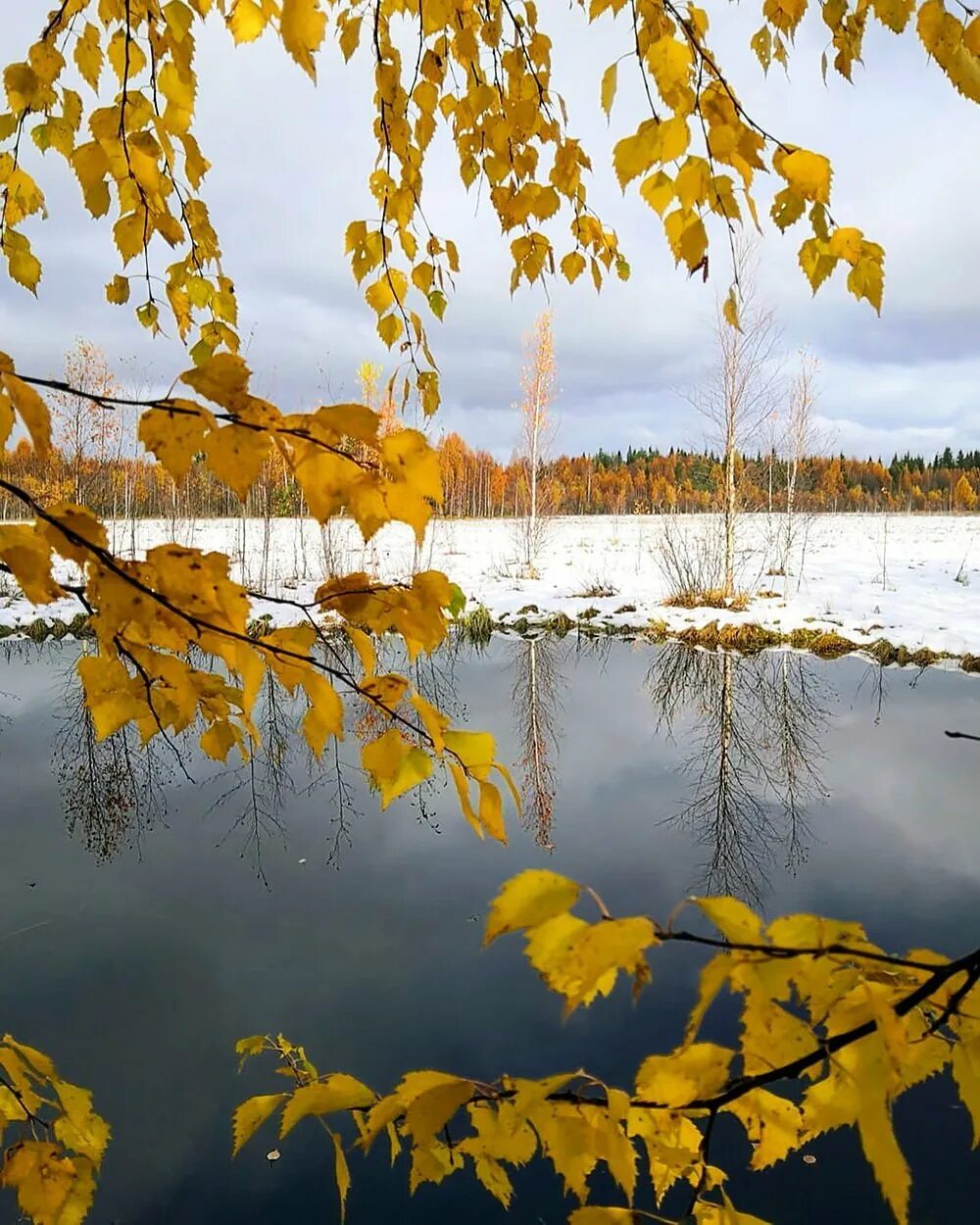 Осенний сыплет из низких