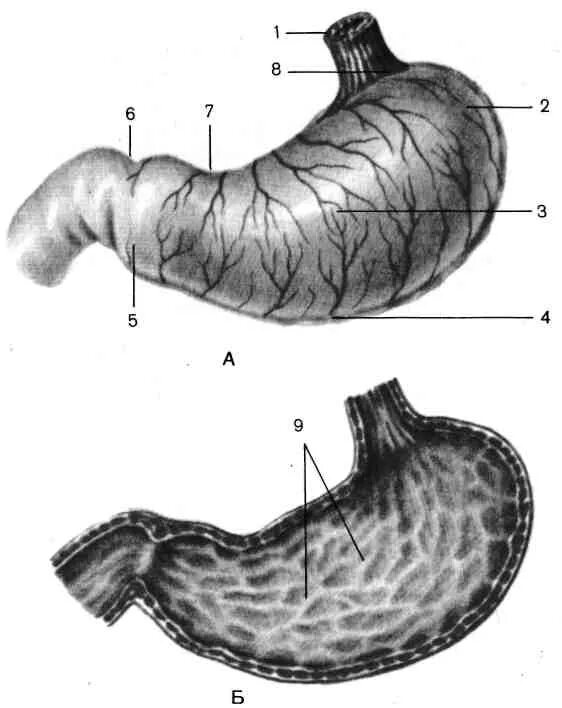 Внутреннее строение желудка