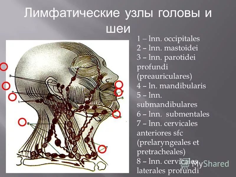 Схема лимфоузлов головы