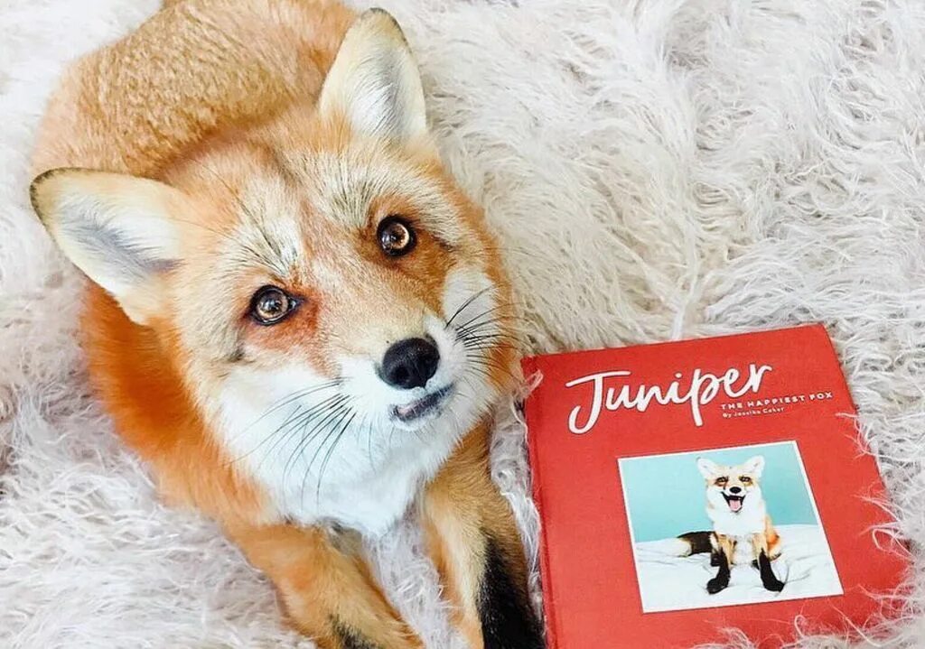 Салон рыжая лиса. Лаки с лисой. Рыжая лиса парикмахерская. Be Happy лиса. Lucky fox