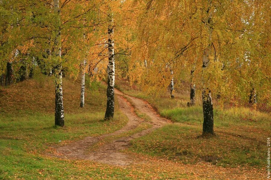 Родной край осенью. Березовая роща Тутаев. Березовая роща осень. Золотая осень. Осень в средней полосе.