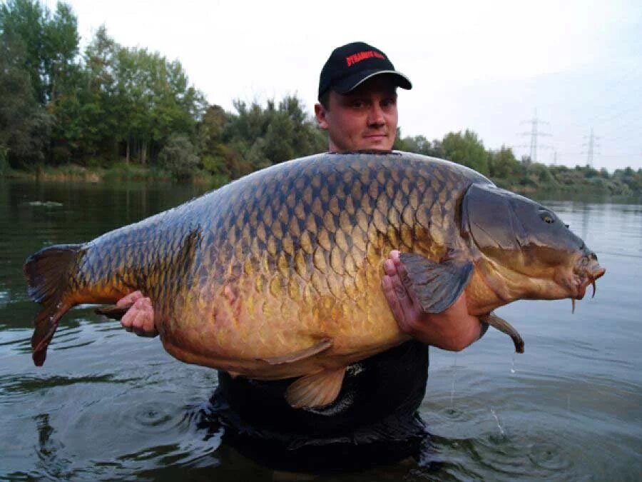 Р ы б а. Морские рыбки. Р ы б а. Щука байкальская. Обыкновенная щука (esox lucius).