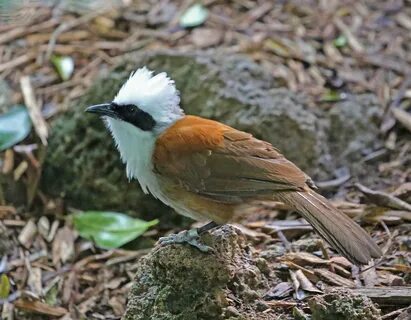 White crested