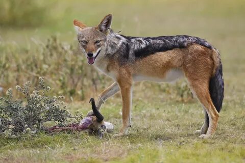 Black-backed Jackal Black backed jackal, Animals, Wild dogs