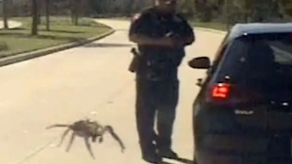 Нападение гигантского. Гигантский паук размером с автомобиль. Полицейский паук. Пауки милиционеры.
