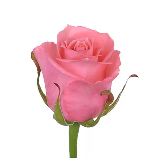 Радость, Flowers & Gifts Samara, buy at a price of 2997 RUB, Mono Bouquets on Cv