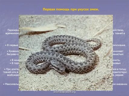 Систематическая категория гадюки