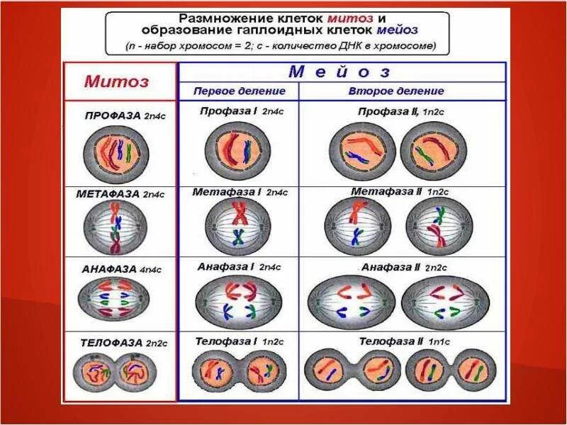 Набор хромосом и днк клетки 2n2c. Схема митоза 2n. Митоз схема 2n2c. 2n2c набор хромосом митоз. Митоз интерфаза 2n2c.