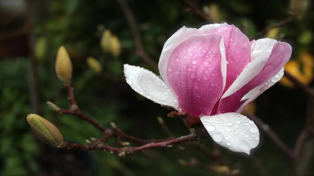 Цветы магнолии. "Магнолия" (Magnolia, 1999). Магнолия Theodora. Магнолия фиолетовая.
