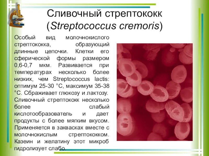 Молочнокислые бактерии при какой температуре. Термофильный стрептококк. Термофильные молочнокислые стрептококки. Стрептококк Лактис. Молочнокислые бактерии стрептококки.