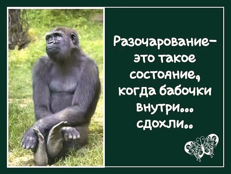 Разочарование приходит. Смешные цитаты про разочарование. Разочарование это когда бабочки. Шутки про разочарование. Разочарование состояние.