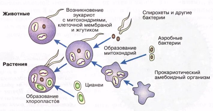 Доказательство теория симбиогенеза кратко. Появление эукариот. Появились первые эукариоты эра. Спорообразование эукариотической клетки. Схема симбиотического возникновения эукариот.