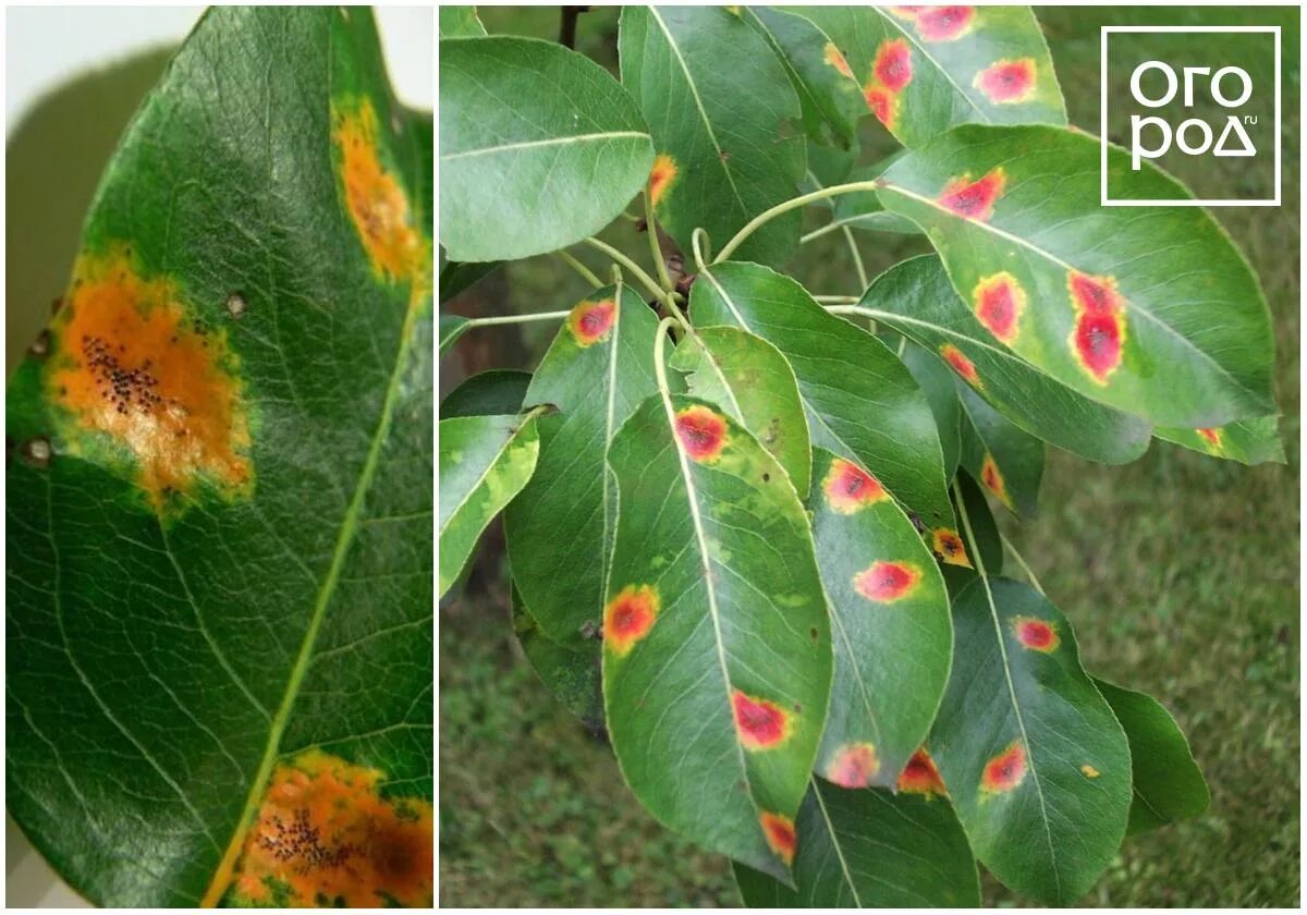 Ржавчина меры борьбы. Ржавчина яблони Gymnosporangium tremelloides Hartig. Бурая пятнистость яблони. Бурая пятнистость груши. Бурая пятнистость яблони на листьях.