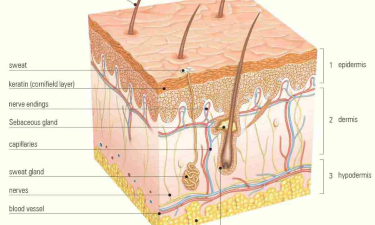 Какие три слоя кожи