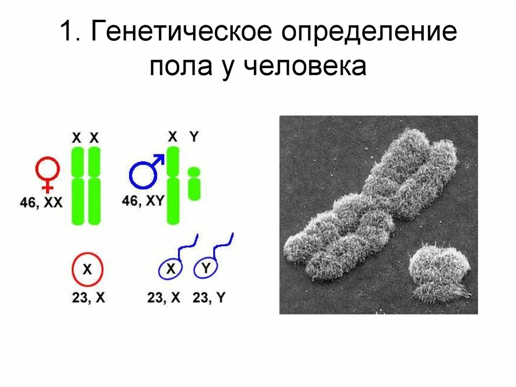 Когда происходит генетическое определение пола у человека