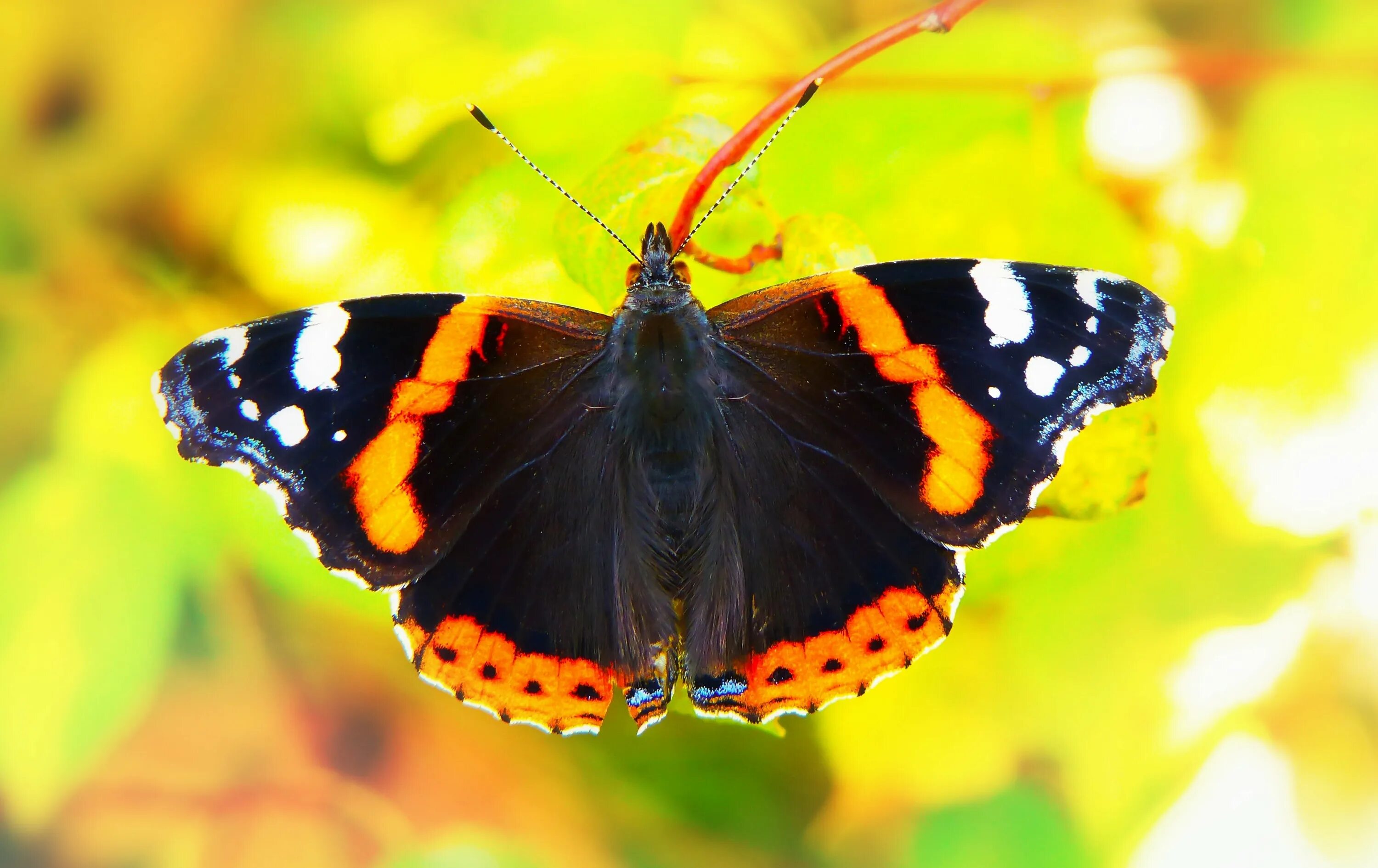 Gonepteryx rhamni. Бабочка swallowtail. Бабочка лимонница. Рыжая бабочка. Бабочка лимонница.