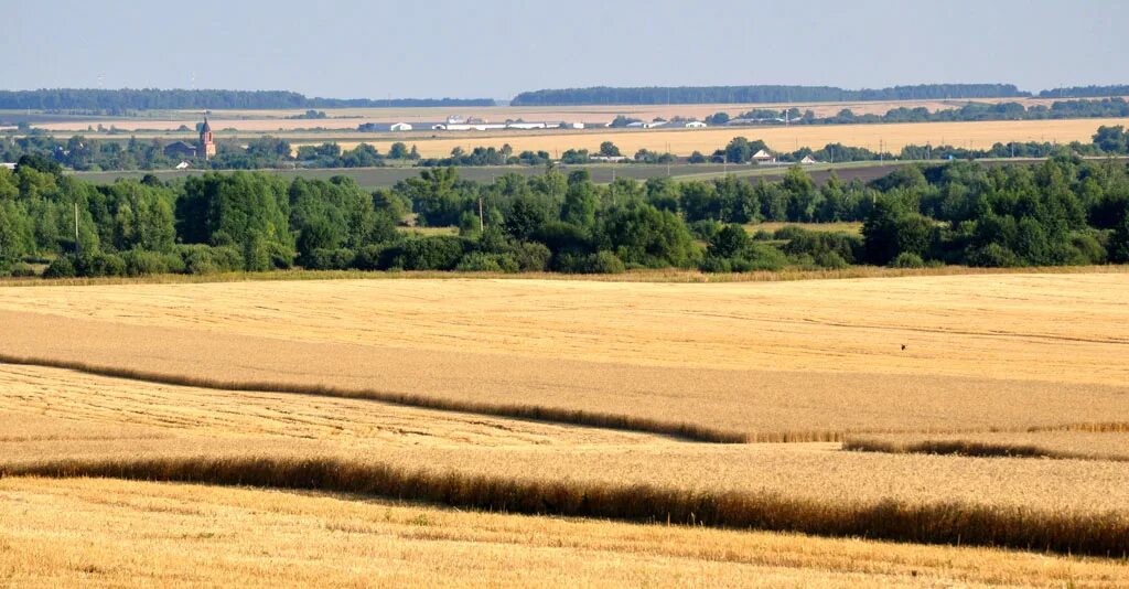 Просторы рязани. ООО Родина Кораблинский район. Просторы Рязанской области. ООО Родина Кораблинский район Рязанская область. Пронские просторы.