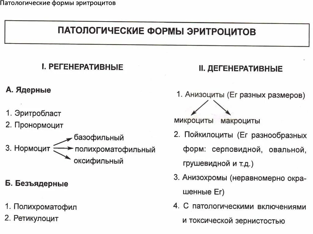 Патологические формы эритроцитов. Регенеративные формы эритроцитов. патологические формы (регенеративные и дегенеративные) красной крови. регенеративные изменения эритроцитов.