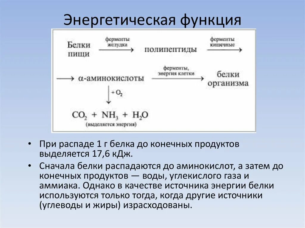 Продукты распада белка. Энергетическая функция белков. Энергетическая функция белков в организме человека. Энергетическая функция белков примеры. Белки выполняющие энергетическую функцию.