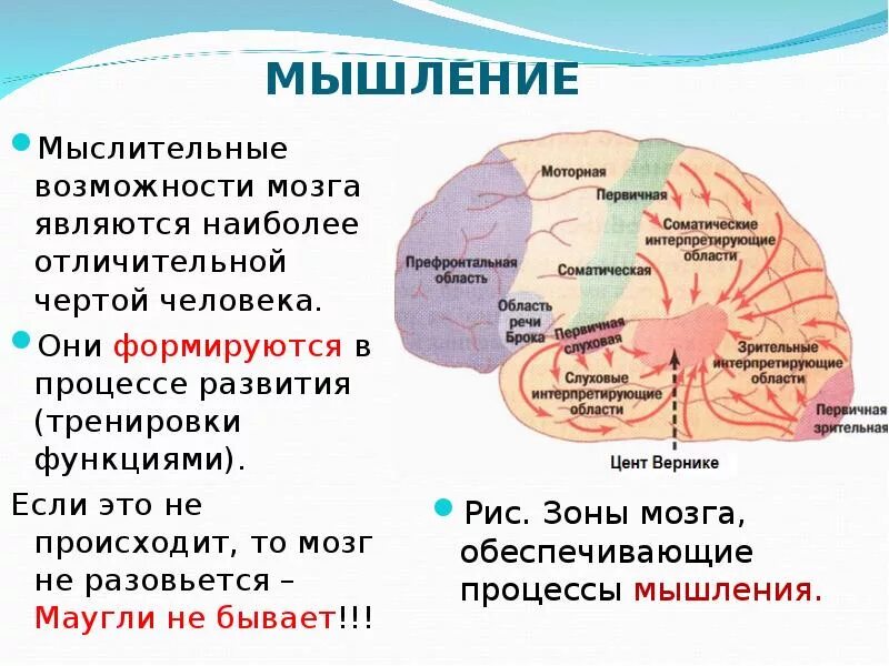 Память функция мозга. Роль мозговых структур в процессе мышления. Отдел мозга отвечающий за память. Отдел мозга отвечающий за мышл. Головной мозг мышление.