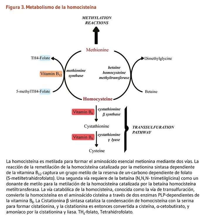 Гомоцистеин и витамин б12. Фолат гомоцистеин. Фолатный цикл и гомоцистеин. Витамин в6 гомоцистеин.