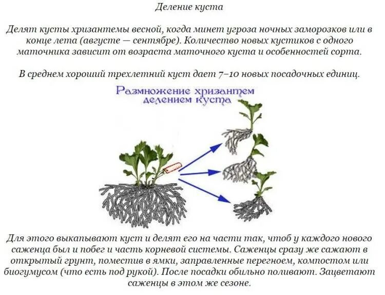 Когда открывать хризантемы весной. Черенкование мультифлоры хризантемы. Размножение хризантемы мультифлора черенками. Деление куста хризантемы мультифлора весной. Черенкование мультифлоры осенью хризантемы мультифлора.