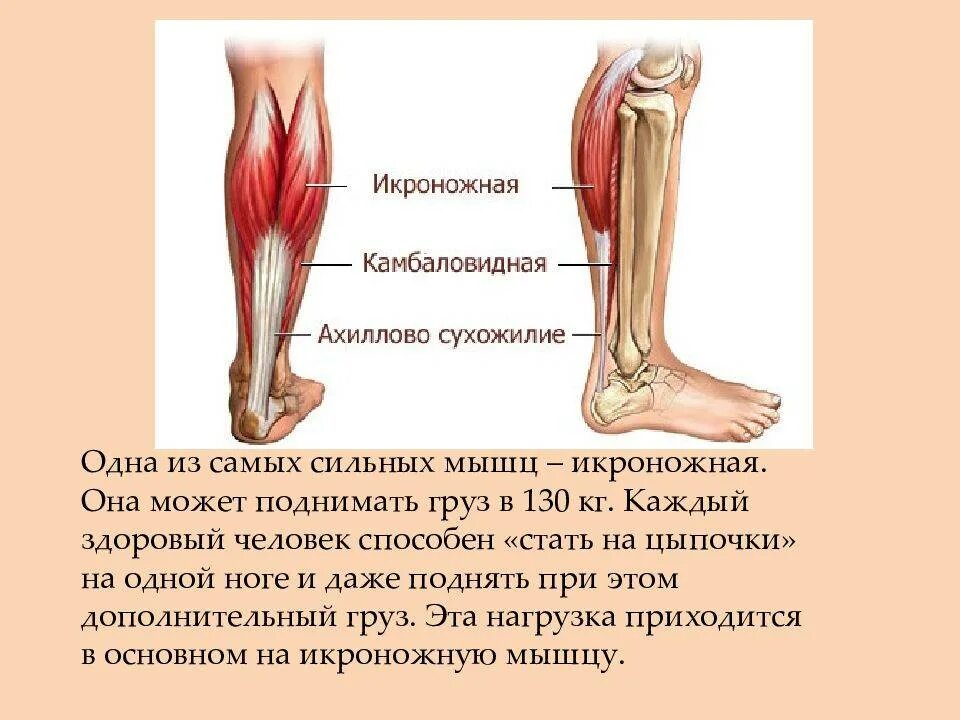 Сильная боль в икроножной. Икроножная и камбаловидная мышцы. Анатомия голени ахиллово сухожилие. Ахиллово сухожилие и камбаловидная мышца. Сухожилия икроножной мышцы анатомия.