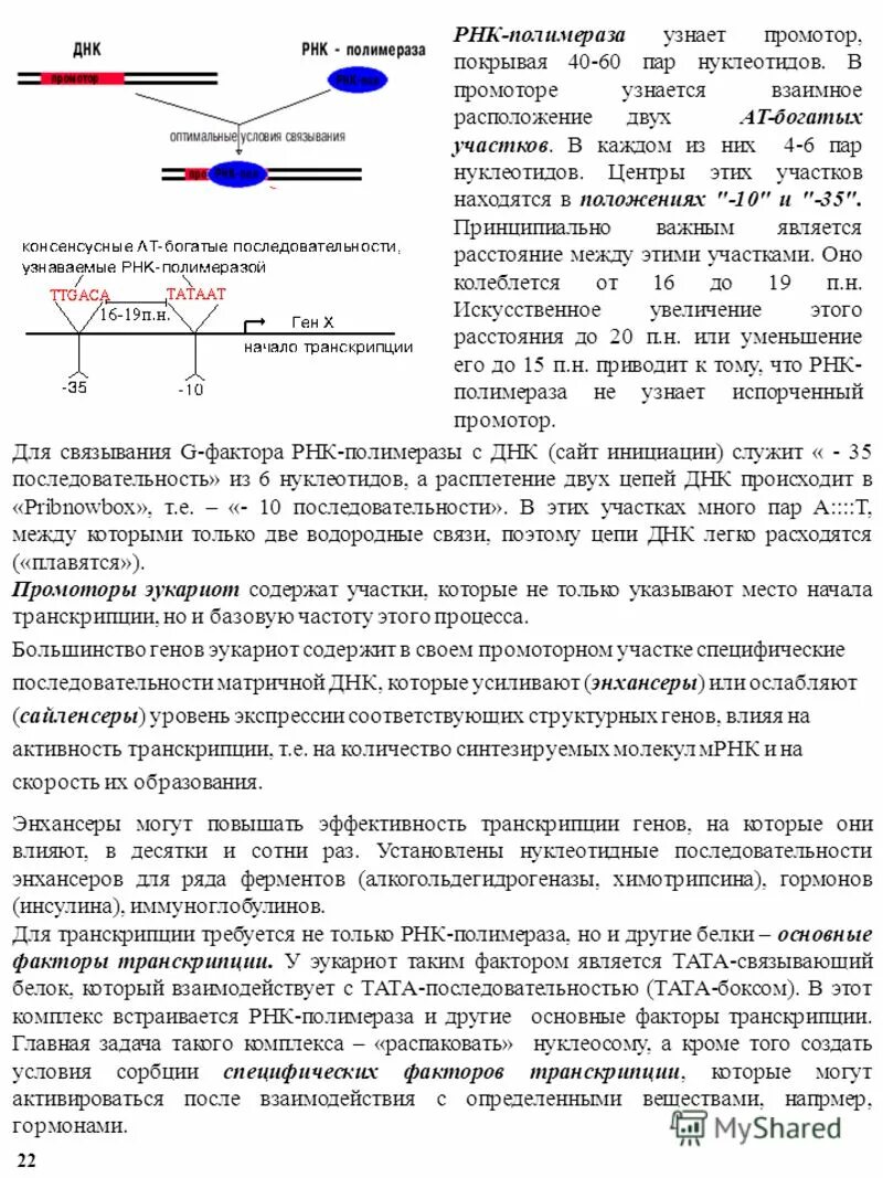 Промотор рнк полимеразы 2. Промотор РНК полимераза. Исходный продукт синтеза РНК ферментом РНК-полимеразой. РНК-полимераза узнает… Оператор структурный ген энхансер промотор. Транскрипция РНК полимераза.