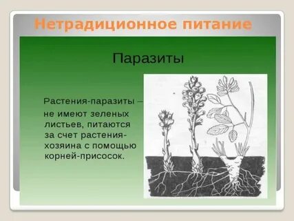 Основной способ питания растений