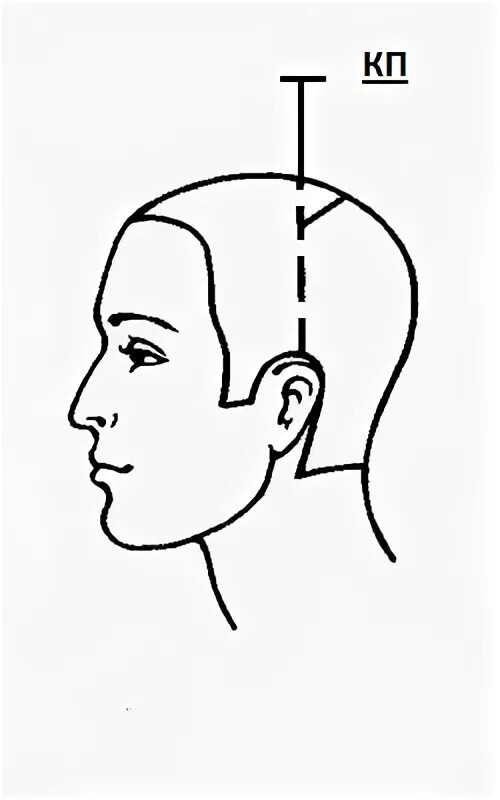 Прямой затылок. Схема головы для парикмахеров. Схема головы для парикмахеров пустая. Деление на зоны при стрижке Каскад. Зоны головы для стрижки Каскад.