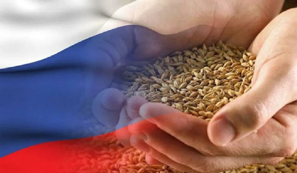 Пшеница зерно. Сельское хозяйство деньги. Переработка урожая. Российский производитель зерна. Куча пшеницы.