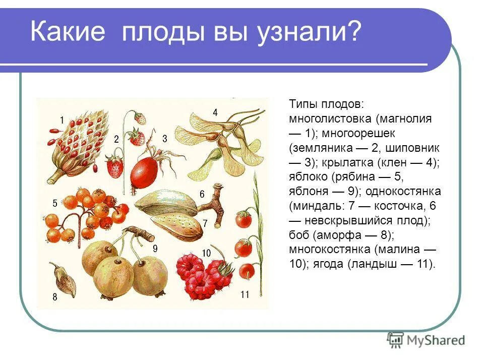 Какие плоды вам известны