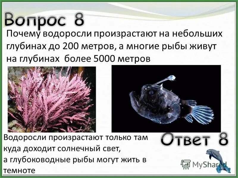 Водоросли не расчленены на. Глубина обитания водорослей. Водоросли обитают на глубине. На наибольшей глубине обитают какие водоросли. Водоросли обитающие на самых больших глубинах.