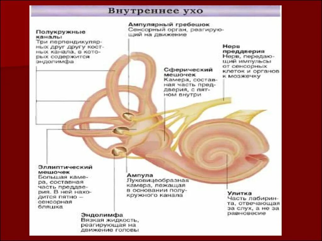 Схема строения внутреннего уха гистология. Внутреннее ухо улитка гистология. Строение перепончатого Лабиринта улитки гистология. Строение внутреннего уха гистология.