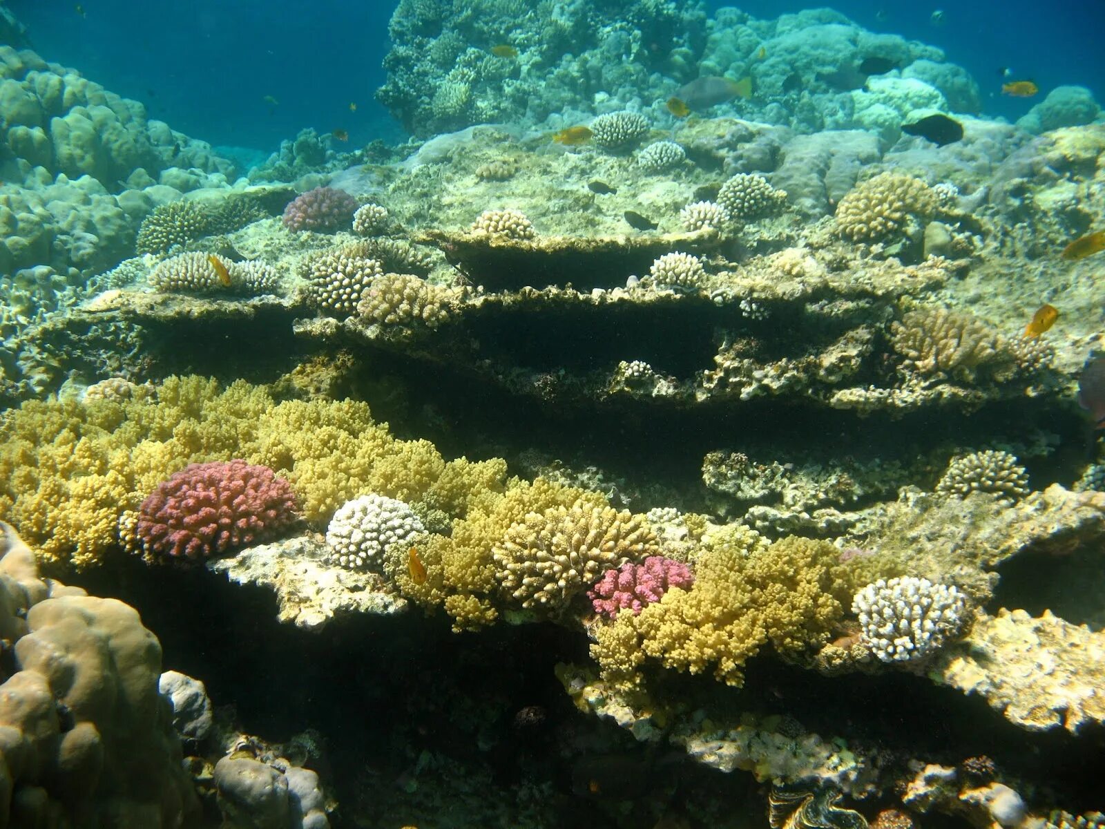 Отели хургады с коралловыми рифами. Коралловый риф Макади. Хургада Макади риф. Makadi Bay риф. Рифы в Хургаде.