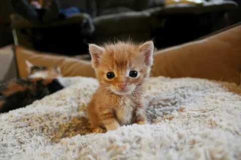 Маленький котенок есть там